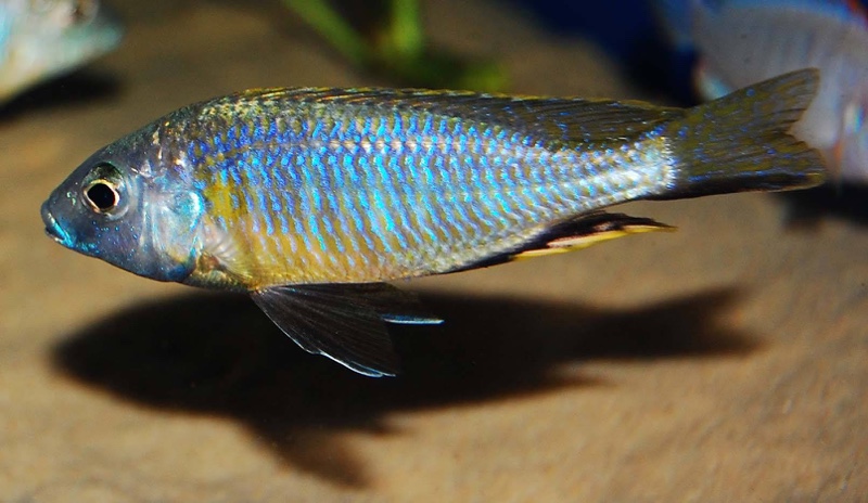 Nyassachromis purpurans